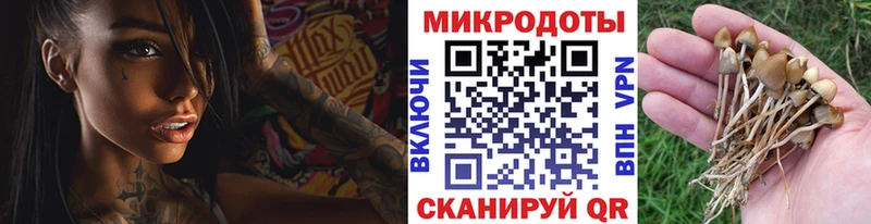 что такое наркотик Дивногорск Псилоцибиновые грибы Cubensis