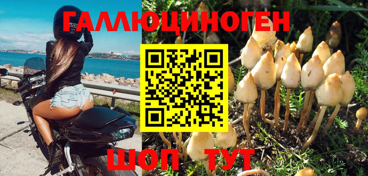 Галлюциногенные грибы Psilocybe Дивногорск